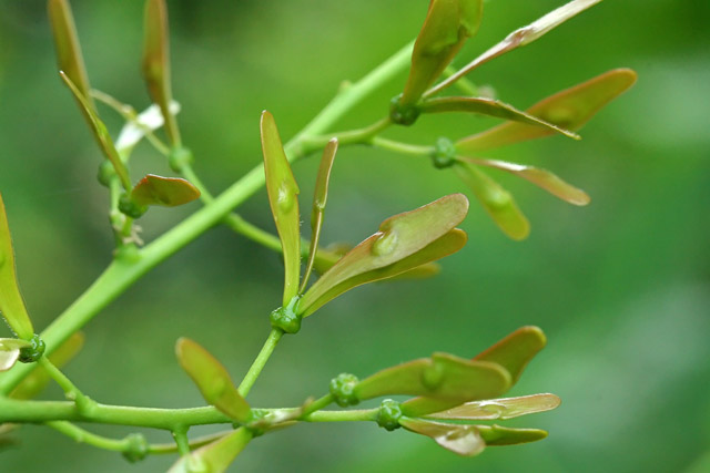 Ailanthus young fruits