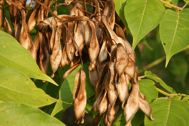 Ailanthus fruits