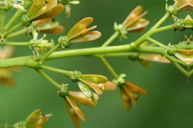 Alanthus young fruits