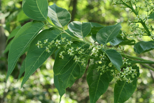 tree of heaven flowering