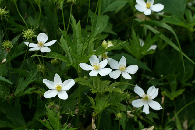 Anenome canadensis