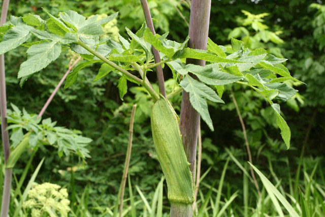 angelica leaf