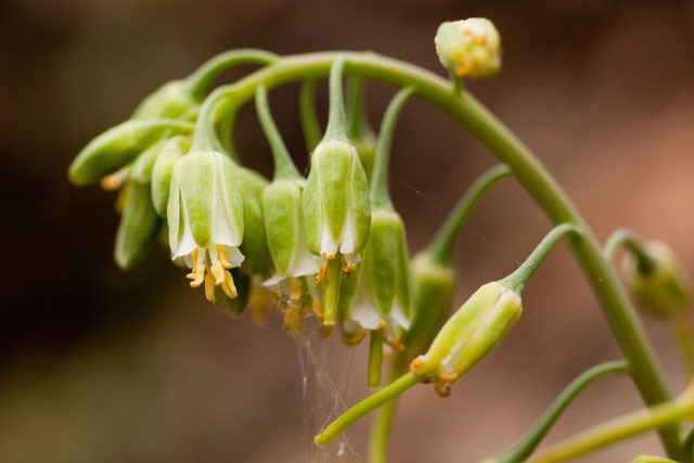 smooth rock cress