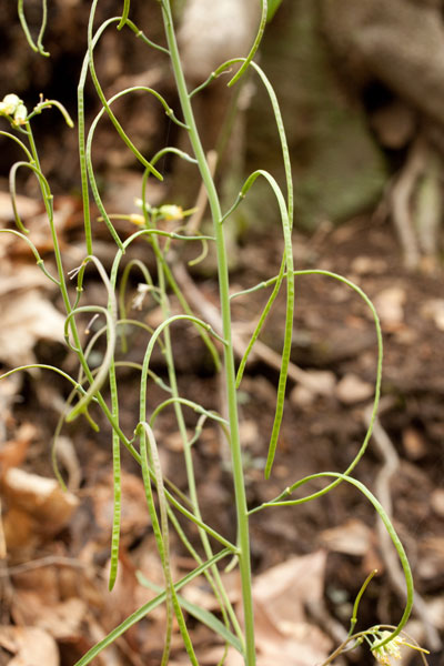 Arabis fruits