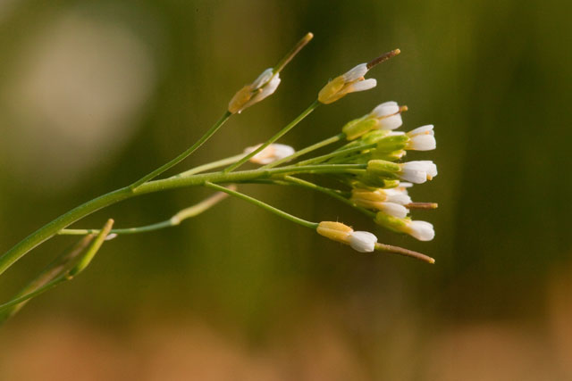 Arabidopsis flowers