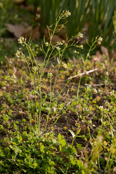 Arabidopsis