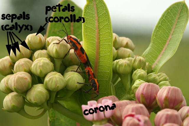 Sullivant's milkweed in bud