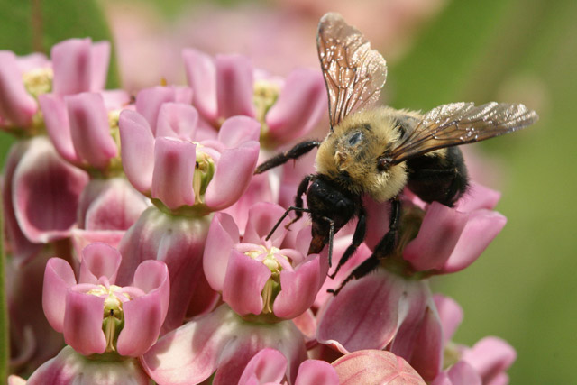 bumblebee at Sullivant's milkweed