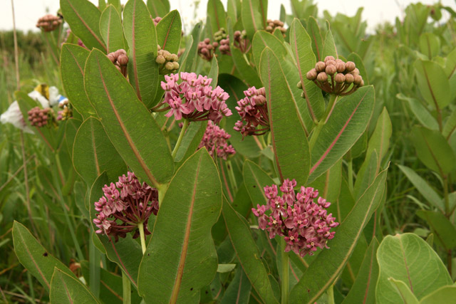 Sillivant's milkweed at Killdeer