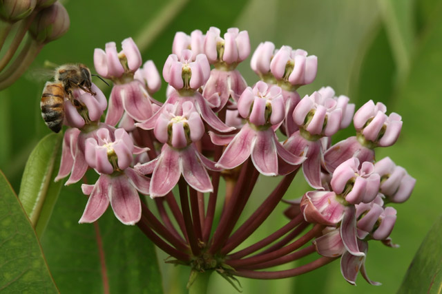 Sullivants milkweed umbe