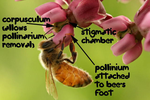 Sullivants milkweed with honeybee