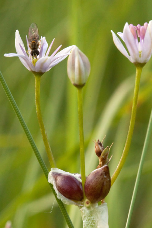 wild garlic with fly