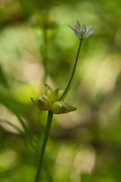 Allium canadense