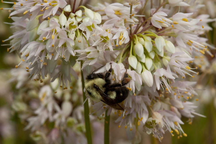 nodding wild onion