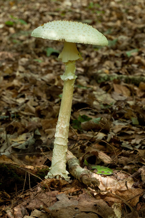 white amanita