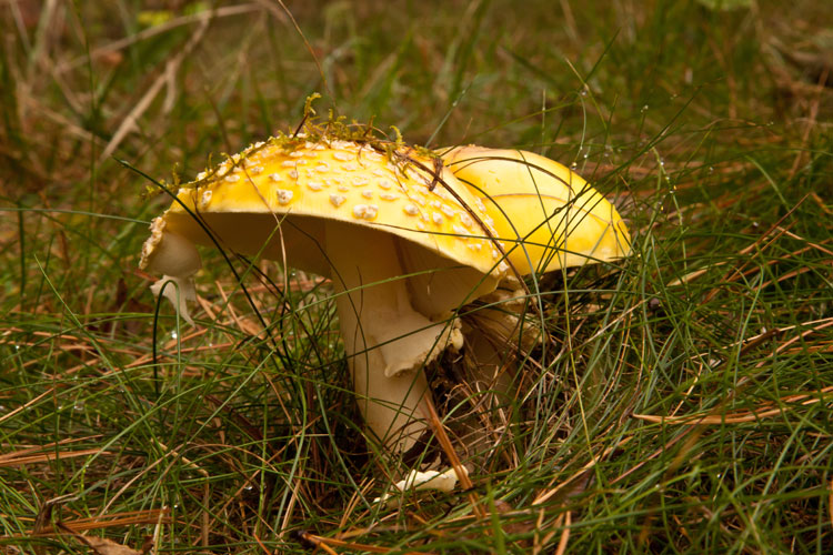 Amanita muscaria