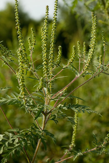 common ragweed