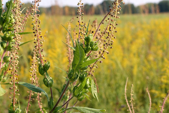 giant ragweed in fruit