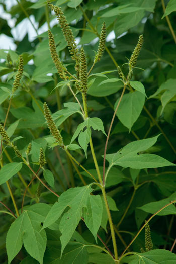 giant ragweed