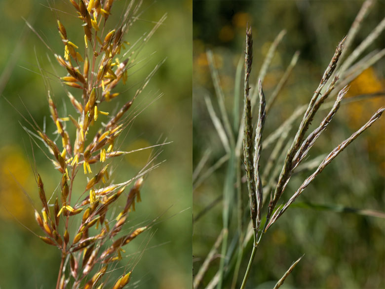 Andropogon and Sorghastrum