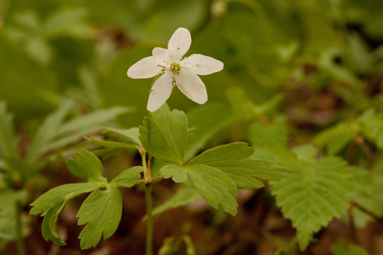 wood anemone