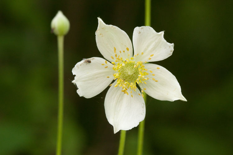 Anenome virginiana