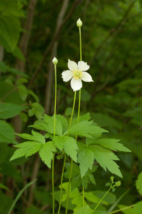 woodland thimbleweed