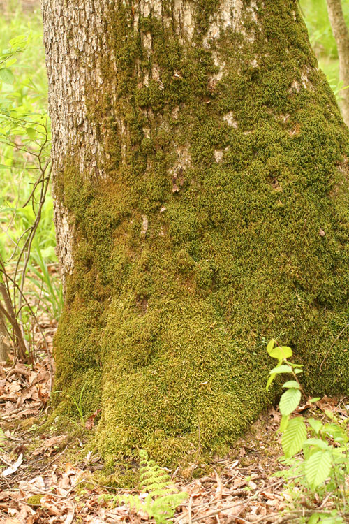 Anomodon attenutatus habitat