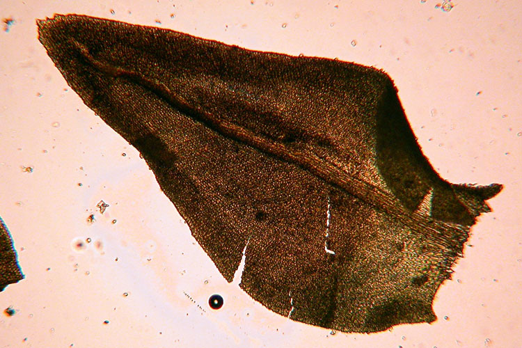 Anomodon attenuatus leaf