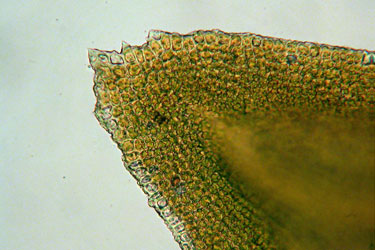 Anomodon attenutaus leaf tip
