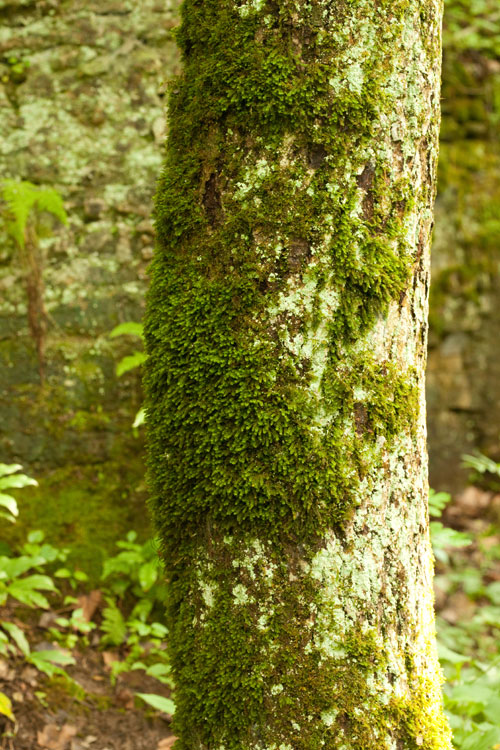 Anomodon minor habitat