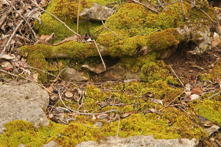 Anomodon rostratus habitat