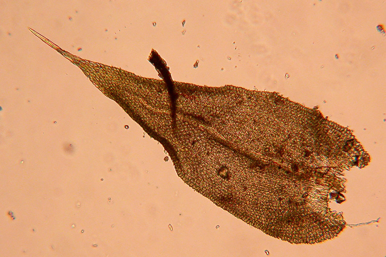 Anomodon rostratus leaf