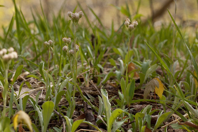 Antennaria plataginifolia