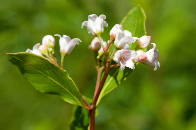 spreading dogbane