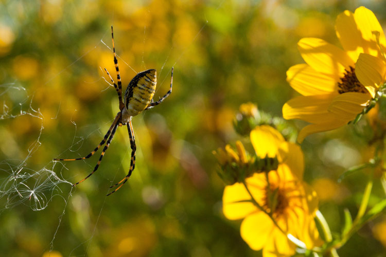 Argiope trifasciata