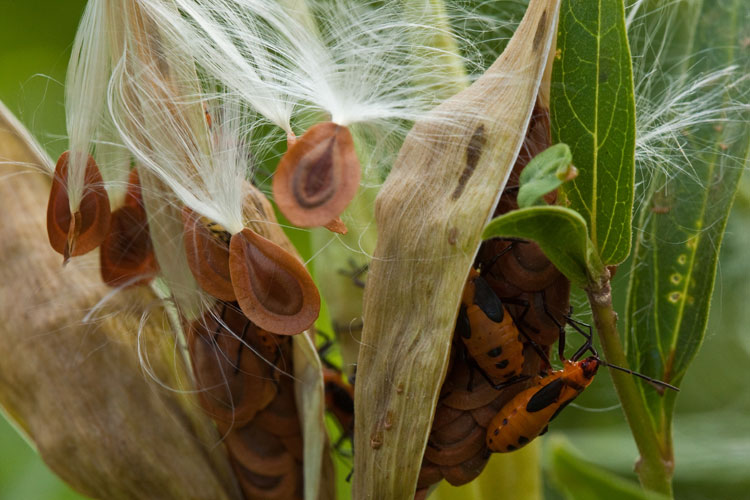 swamp milkweed and large milkweed bug