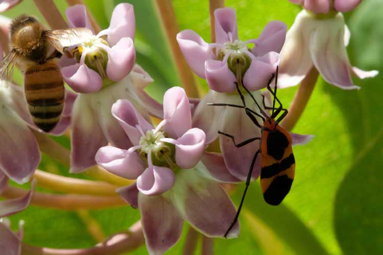 large milkweed bug