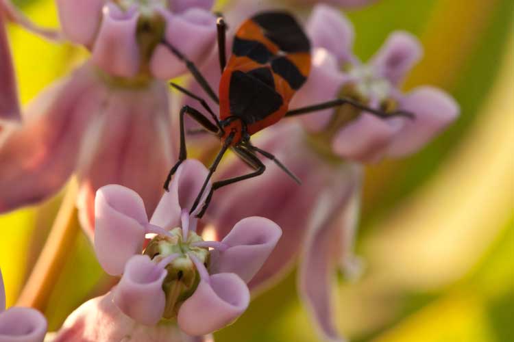 large milkweed bug