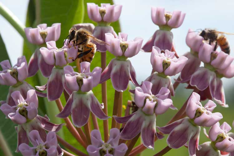 bee forages on milkweed