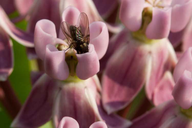 fly dipping into milkweed hood