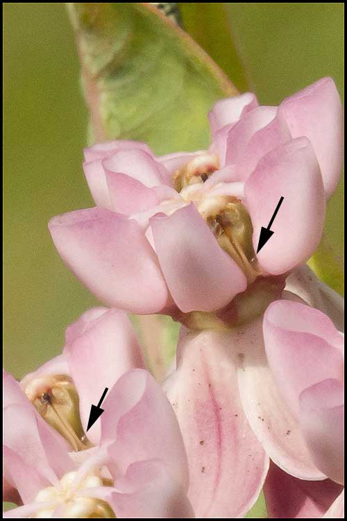 possible floral extra-floral nectaries