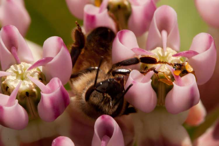 bee stuck on milkweed