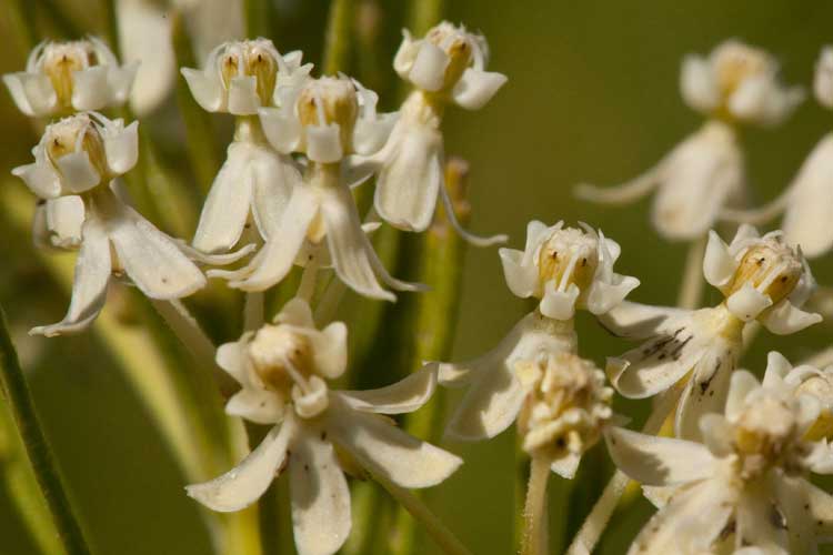 Asclepias verticillata