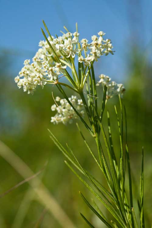 Asclepias-verticillata