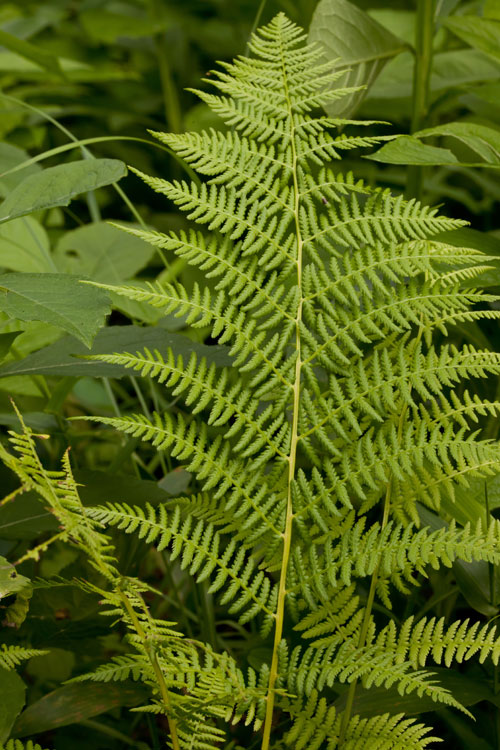 lady fern