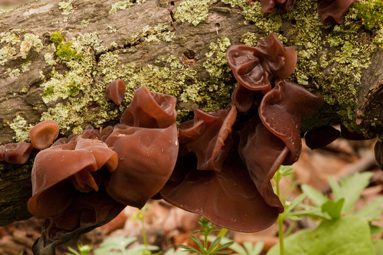 brown ear fungus