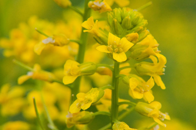 winter cress flowers