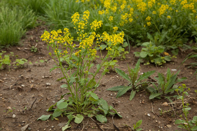 early winter cress