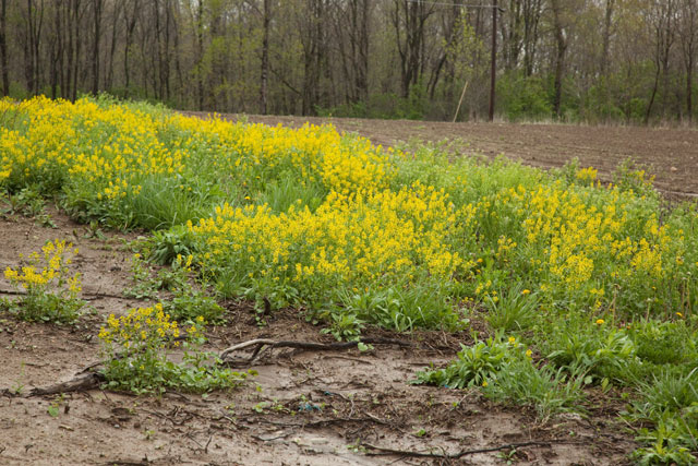 early winter cress